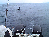 costa rica fishing tamarindo fishing costa rica fishing costa rica fishing report