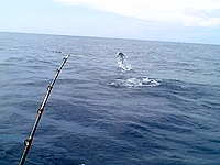 costa rica fishing tamarindo fishing costa rica fishing costa rica fishing report