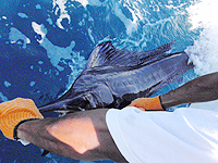 costa rica fishing tamarindo fishing costa rica fishing costa rica fishing report