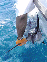 costa rica fishing tamarindo fishing costa rica fishing costa rica fishing report
