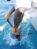 costa rica fishing tamarindo fishing costa rica fishing costa rica fishing report