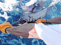 costa rica fishing tamarindo fishing costa rica fishing costa rica fishing report
