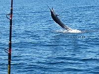costa rica fishing tamarindo fishing costa rica fishing costa rica fishing report