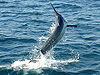 fishing charters panama, sportfishing panama, fishing boat panama, deep sea fishing panama, marlin panama, islas secas, cebaco, panama fishing, fishing panama, sailfish panama