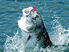 fishing charters panama, sportfishing panama, fishing boat panama, deep sea fishing panama, marlin panama, islas secas, cebaco, panama fishing, fishing panama, sailfish panama